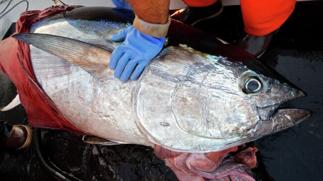 Голубой тунец