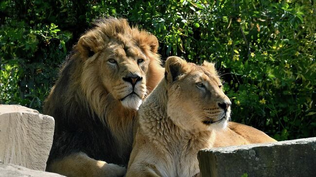 Львица в Кельнском зоопарке, не принявшая своих львят