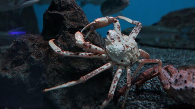 Краб-стригун расцветки в горошек из Охотского моря, поселившийся в Приморском океанариуме