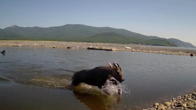 Горалы переплывают озеро Благодатное. Кадр видео