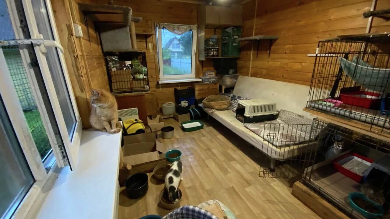 В Ленобласти волонтеры пытаются пристроить 40 кошек из приюта "Тимошка"