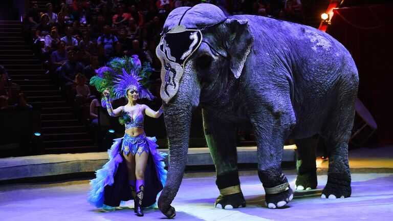 Выступление дрессированного слона под руководством Сергея Гулевича на Всемирном фестивале циркового искусства Идол