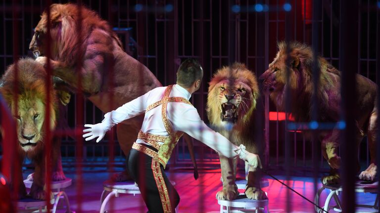 Открытие всемирного фестиваля циркового искусства Идол