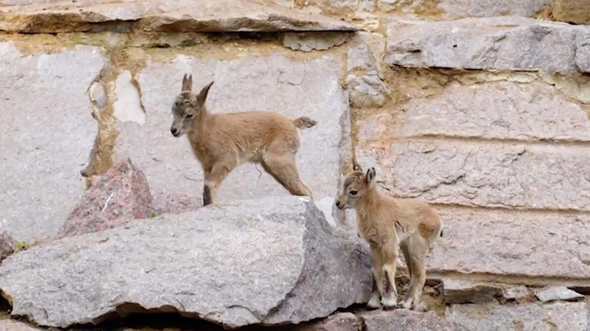Козлята дагестанского тура в Московском зоопарке - РИА Новости, 1920, 16.07.2025
