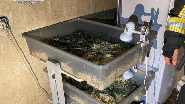 Семьсот черепашек, 11 ежей, 11 хомяков и трех кроликов спасли при пожаре в квартире в Ленинградской области