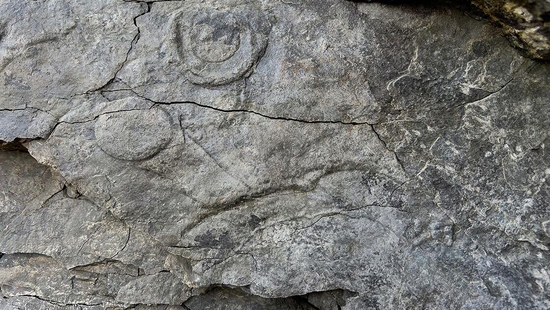 Полевая фотография поверхности пород с дисковидными органами прикрепления Aspidella sp. и стеблевидными отростками - РИА Новости, 1920, 17.07.2025