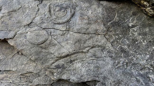 Полевая фотография поверхности пород с дисковидными органами прикрепления Aspidella sp. и стеблевидными отростками