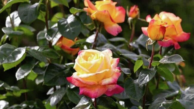 Розы в музее-заповеднике Петергоф