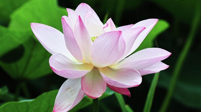 Цветущий лотос