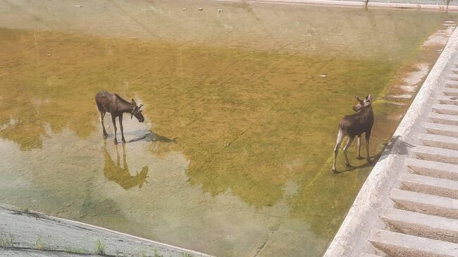 Лоси на гидроузле Истринского водохранилища