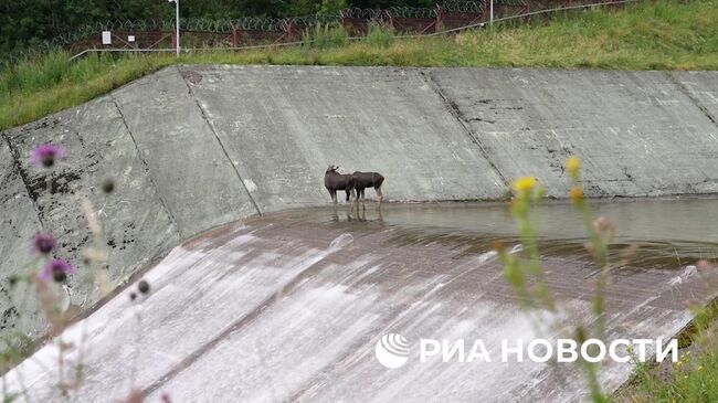 Спасение лосей на территории водохранилища