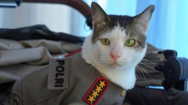 Кот по кличке Бобби Кертанегар, который живет в резиденции президента Индонезии Прабово Субианто в Джакарте