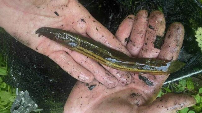 В Москве обнаружили обыкновенного вьюна в парке Кузьминки