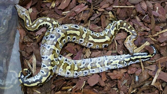 Детеныши редкого короткохвостого питона, родившиеся в Московском зоопарке