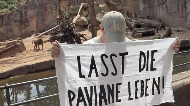 Активист из движения Animal Rebellion у вольера с гвинейскими павианами в зоопарке Нюрнберга, Германия. Кадр видео