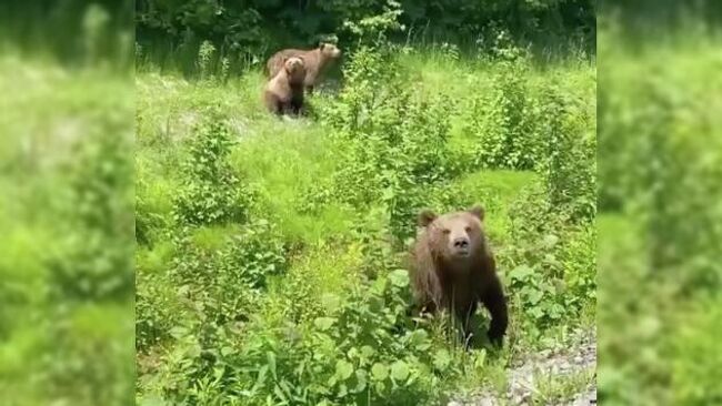 Медвежата около Мильковской трассы на Камчатке
