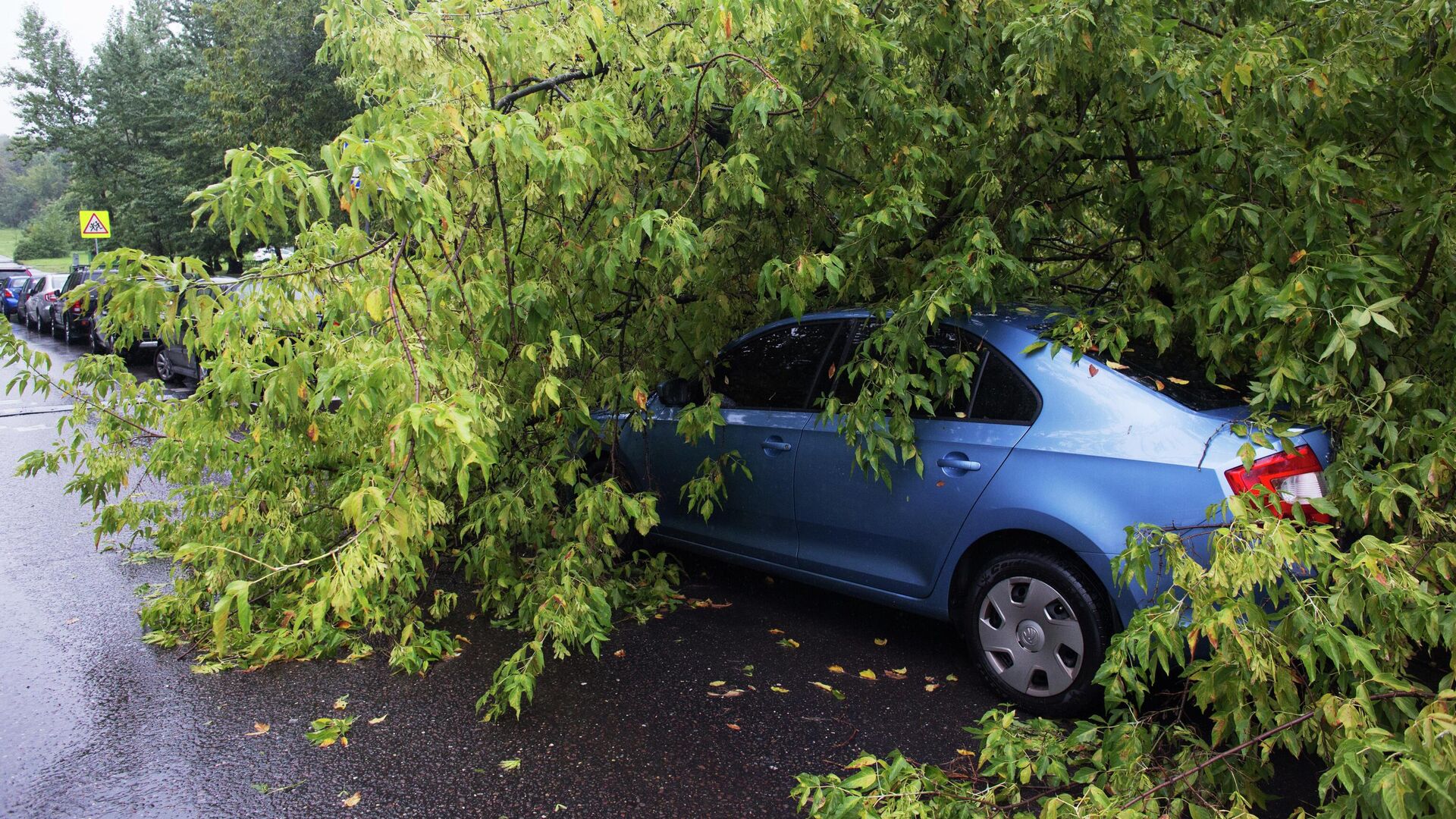 Автомобиль, поврежденный упавшим деревом во время сильного дождя - РИА Новости, 1920, 22.07.2025