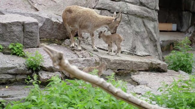 Три таджикских винторогих козленка появились на свет в Московском зоопарке