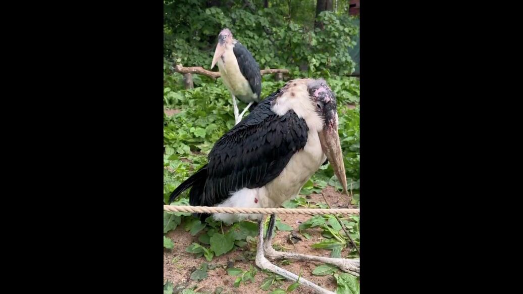 В Ленинградский зоопарк привезли пару африканских марабу