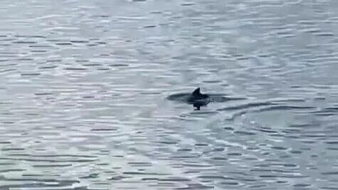 Дельфинов заметили в Финском заливе недалеко от Петербурга