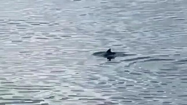 Дельфинов заметили в Финском заливе в 50 километрах от Санкт-Петербурга