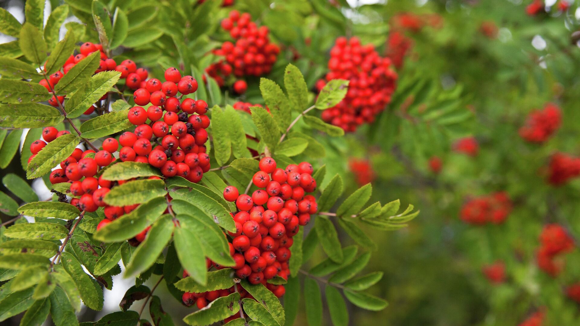 Рябина - РИА Новости, 1920, 25.12.2024