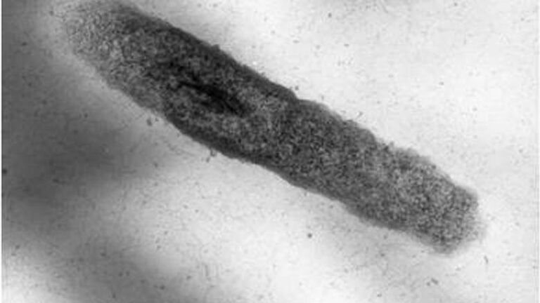 Продуцент перспективных внеклеточных бактериолитических ферментов — Lysobacter capsici XL1