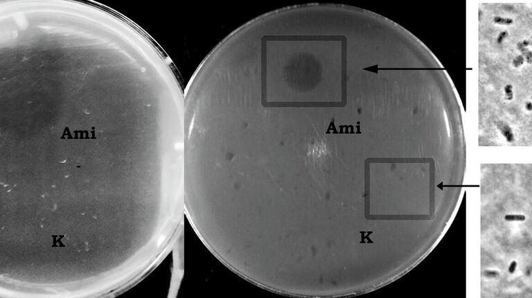 Чашки Петри с вплавленными в агар живыми клетками Bacillus