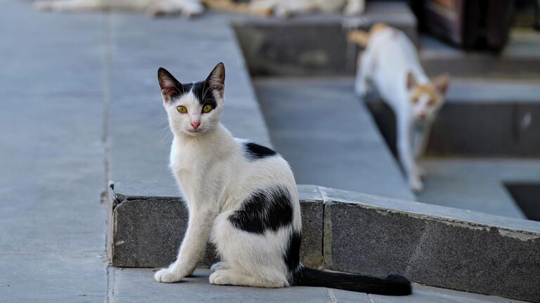 Коты в Мекке 