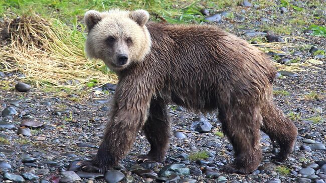 Бежевый медвежонок в Кроноцком заповеднике Бежевый медвежонок в Кроноцком заповеднике