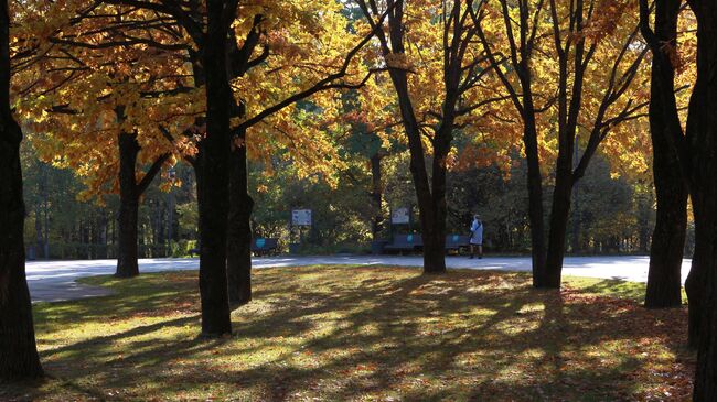 Деревья в парке