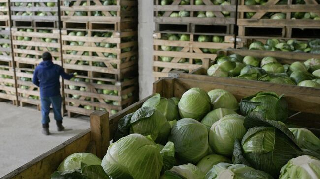Урожай капусты
