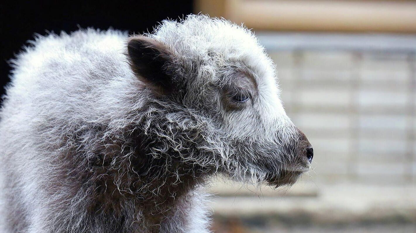 Детеныш домашнего яка, появившийся на свет в Московском зоопарке - РИА Новости, 1920, 26.07.2025