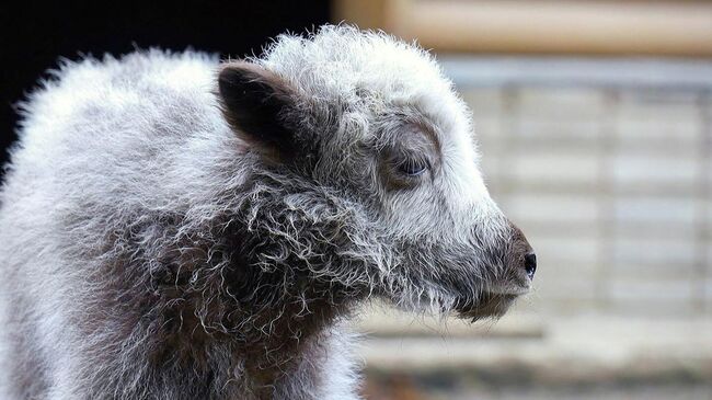 Детеныш домашнего яка, появившийся на свет в Московском зоопарке