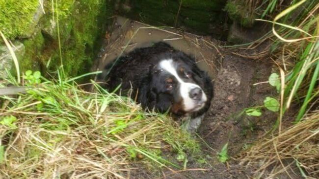 МЧС России спасли со дна колодца собаку в Немане в Калининградской области