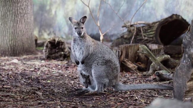 Детеныш кенгуру валлаби в Московском зоопарке. Кадр видео