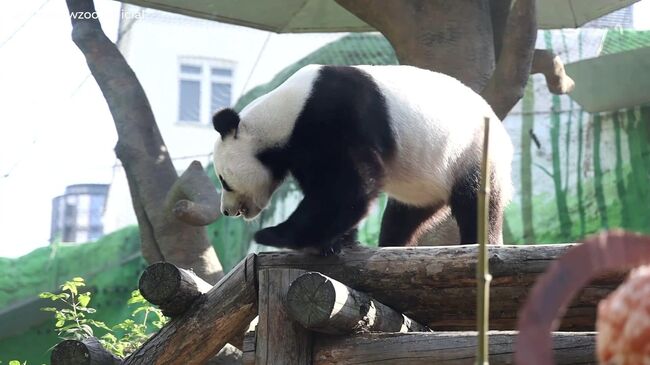 Панда Жуи с подарками