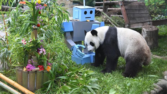 Панда Диндин во время празднования дня рождения в Московском зоопарке