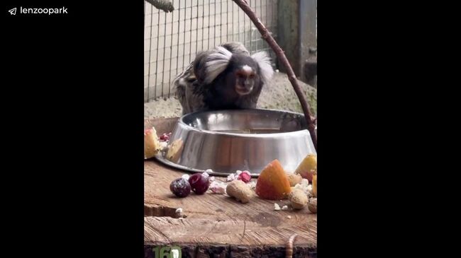 Пополнение в семействе обыкновенных игрунок