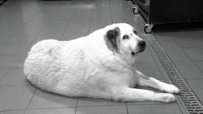 Ушел тихо: умер  Кругетс — самый  толстый пес России