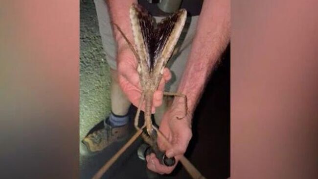 Насекомое-палочник, найденное в лесах на крайнем севере штата Квинсленд