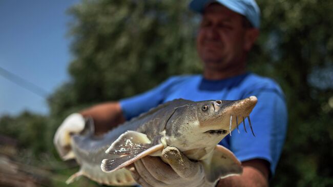 Осетр в руках сотрудника осетровой фермы Астраханская фишка в Астраханской области
