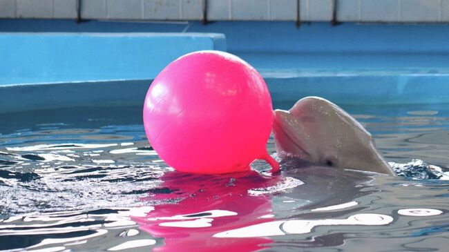 Белуха Калина