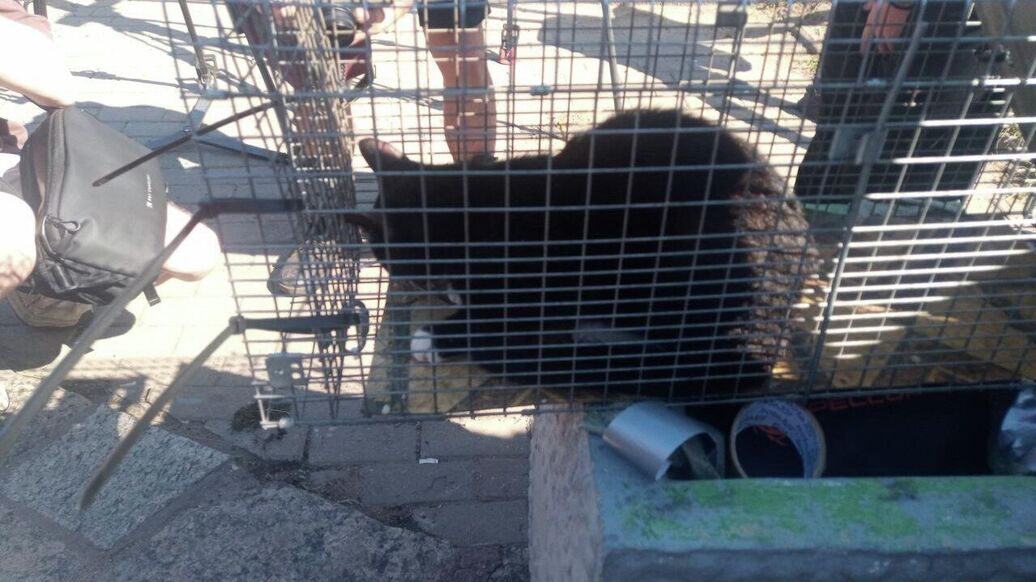 © Фото :  Кошкиспас/Telegram<br>Спасатели вызволили кота, застрявшего в гранитной набережной в Санкт-Петербурге