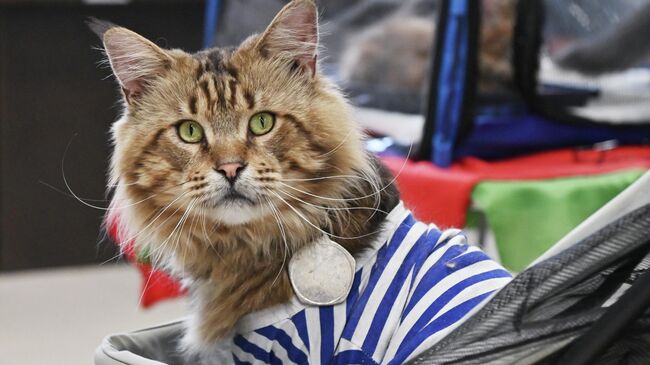 Выставка КоШарики Шоу в Москве