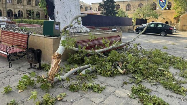 Дерево упало в Дербенте у Джума-мечети 