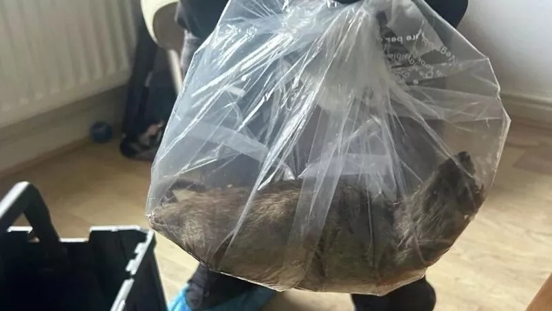 A rat measuring over half a meter was caught in a house in northern England