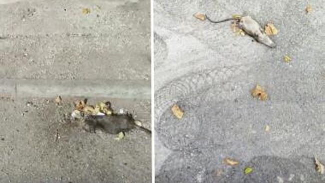 Трупы крыс в одном из районов Лиона