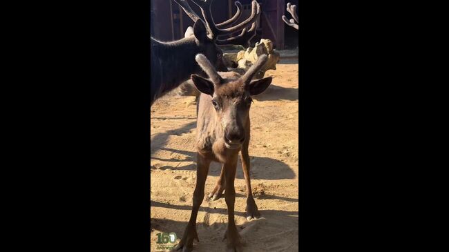 Северные оленята, рожденные в Ленинградском зоопарке