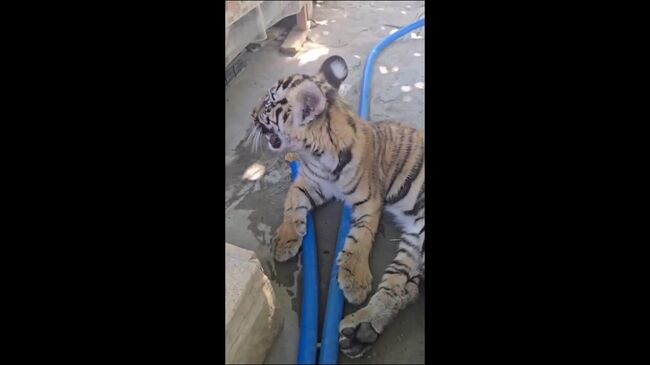 Тигренок и лев, незаконо содержавшиеся в частном доме